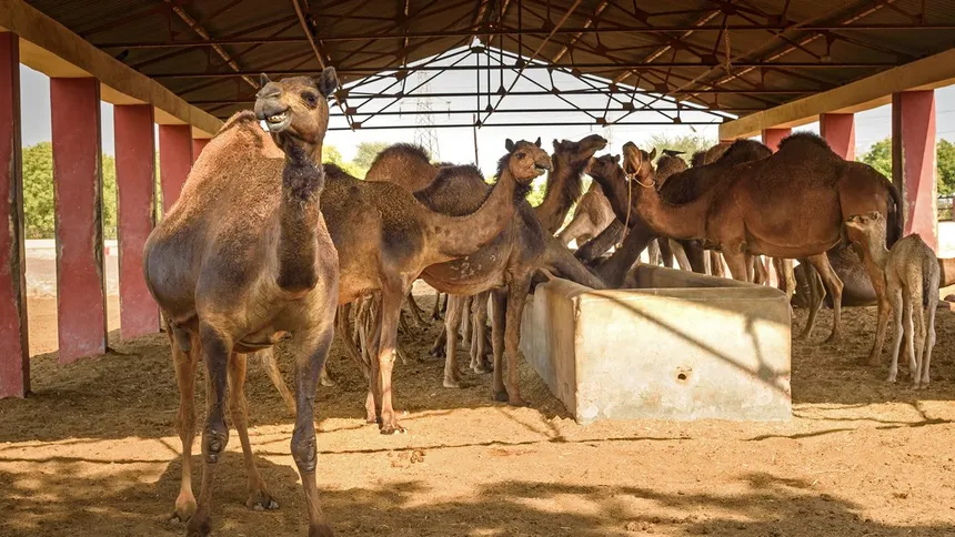 National Research Centre on Camel